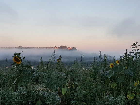 Morgenstimmung in der Natur mit Sonnenblumen im Vordergrund. Dichter Nebel liegt über der Landschaft, während im Hintergrund auf einem Hügel die Burg Neuhaus in sanftem Morgenlicht erscheint. Der Himmel zeigt weiche Pastellfarben.